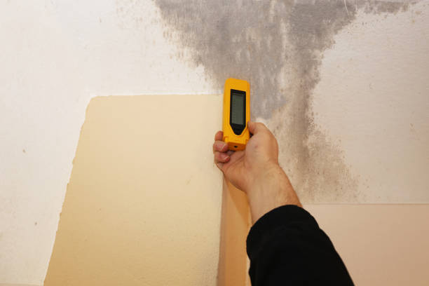 Best Attic Mold Removal  in Somers Point, NJ