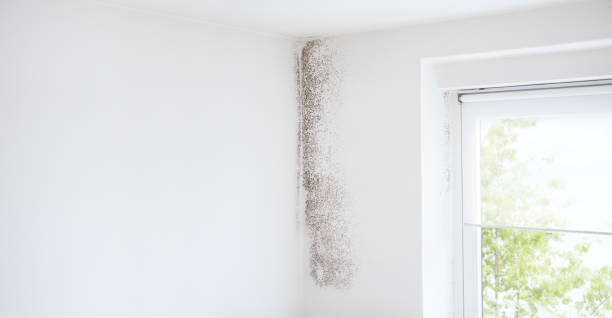 Best Asbestos and Lead Testing During Mold Inspection  in Somers Point, NJ