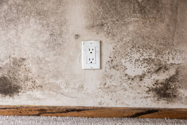 Best Real Estate Mold Inspection  in Somers Point, NJ