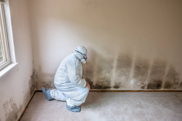 Best Basement Mold Removal  in Somers Point, NJ
