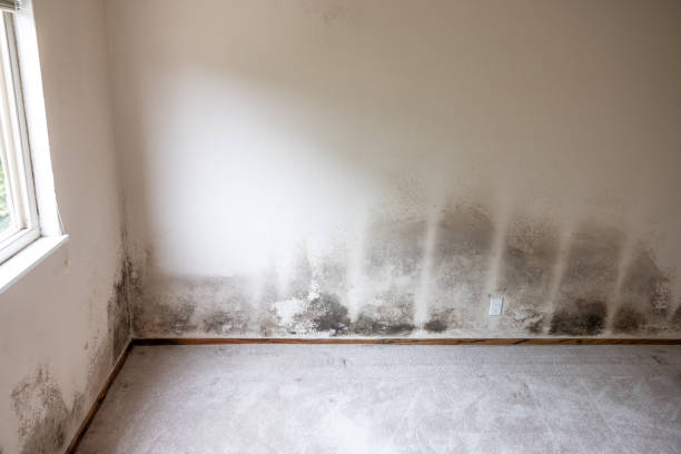 Best Mold Damage Restoration  in Somers Point, NJ