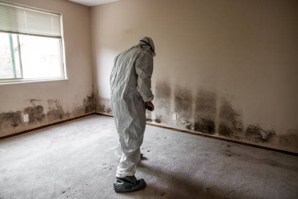 Best Emergency Mold Remediation  in Somers Point, NJ